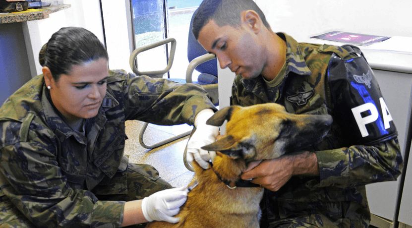 militar temporário veterinário